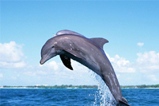 Yunus Balıkları, Balıkçılara Dert Oldu!