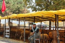 Tekirdağ?da, Kurbanlıklar Elde Kaldı