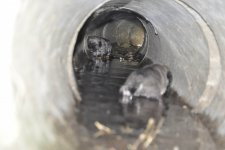 Yavru Köpek Kurtarma Operasyonu! Mission Complated!