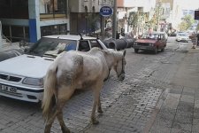 At Sıkılınca, Trafiğe Çıktı!