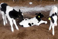 İnek Üçüz Doğurunca?