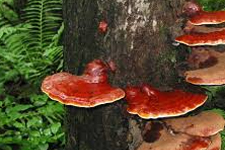 Ölümsüzlüğün Sırrı Çözüldü