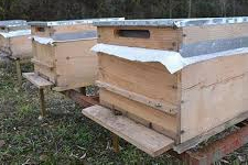 Arı Kovanlarını Da Çaldılar