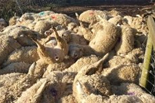 Stresten, 116 Koyun Aynı Anda Öldü