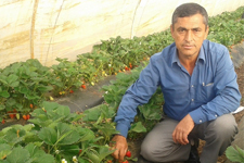 Çilek Üretimi Yenice Köyünün Yüzünü Güldürdü 