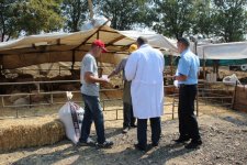 Veteriner ve Zabıta, hayvan pazarında!