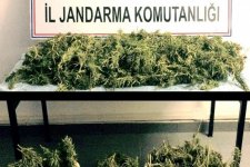 Zehir Tacirleri, İş Başında!