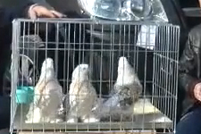 11 Kuşla Gelen, 2012 Model Araba