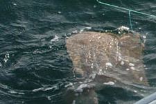 O Kaçak Bu Kaçak, 685 Kilo Kalkan Da Kaçak