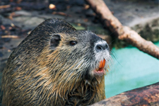 Keşan’da Su Maymununun Acı Sonu