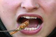 Avrupa’nın, Yeni Beslenme Kaynağı: Böcekler