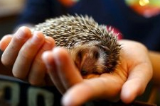 Japonlar Bunu Da Yaptı?