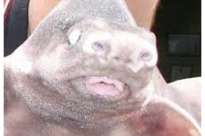 Yüzü İnsana Benzeyen Balık, Balıkçıların Ağına Takıldı