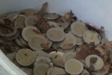 Mantar Toplamaya Gittiler Kova Kova Parayla Döndüler