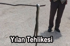 Biga'da Dama Giren Yılan Korkuttu