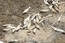 Sulama Göletindeki Binlerce Öldü