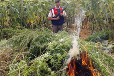 Kırklareli'nde 120 Bin Kök Kenevir Bitkisi Ele Geçirildi