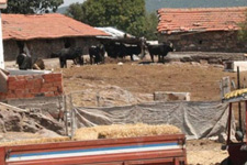 Edirne'de Şarbon Hastalığı Panik Yarattı!