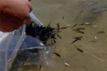 Çanakkale - Göletler Balıklarla Dolacak